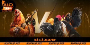 Đá Gà Alo789: Tìm Hiểu Sân Chơi Đối Kháng Hấp Dẫn Năm 2025