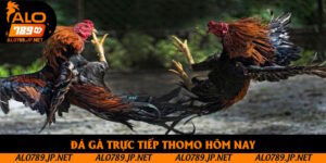 Đá Gà Trực Tiếp Thomo Hôm Nay: Cập Nhật Sản Phẩm Cuốn Hút